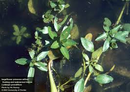 Image result for Limosella grandiflora