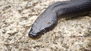 Black Rat Snake Facts Plus Care Guide For New Pet Owners My Snake Pet