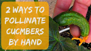 Image result for how to self pollinate cucumbers