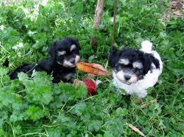 Feel free to connect with them to discover what havanese puppies are for sale in or today! Akc Havanese Puppies Colorful Small For Sale In Boring Oregon Classified Americanlisted Com