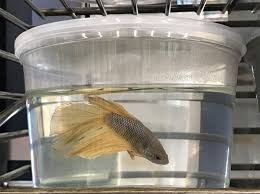 Bettas require a heater and a minimum of a 2.5 gallon fish tank.they should have some gravel and something to hide in. Spread The Word And Save Bettas Peta