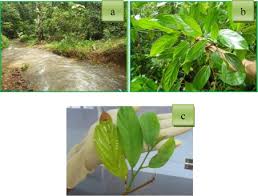 Image result for Pouteria adolfi-friederici