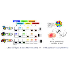 After all, studying cells is much more interesting when it's. Optical Barcoding For Single Clone Tracking To Study Tumor Heterogeneity Sciencedirect
