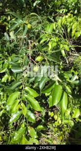 Image result for Sclerocroton