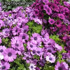 Image result for Diplacrum africanum