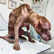 This poor dog was found with all its hair missing, emaciated and looking  like it was about to faint. The rescue team has now taken the dog in for an  IV😞