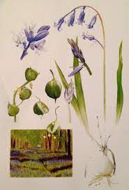 B Almond Art Life Cycle Of The Bluebell