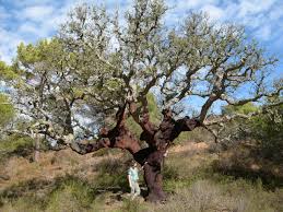 Image result for Quercus suber