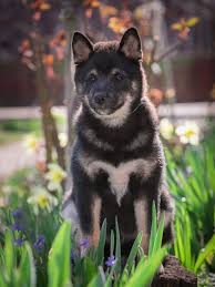 Black And Tan Shiba Inu For Sale Shiba Inu Shiba Inu Shiba Dogs For Sale