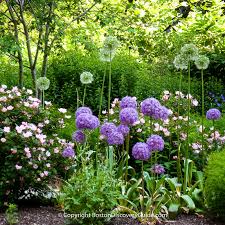 Roses may begin to bloom in may, but they more commonly bloom in. Spring Flowers In Boston Cherry Blossoms Boston Discovery Guide