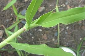 Image result for Urochloa panicoides
