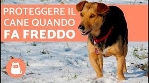 Volevamo ringraziare la signora luisa per aver fatto a mano queste f.antastiche copertine. Signora Si Fa Scopare Dal Cane Filma La Moglie Che Fa Sesso Con Un Cane Coppia Arrestata Ticinonline Scusi Signora E Libero Il Posto Gambar Layar Kapal