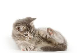 We did not find results for: Why Do Cats Knead Their Owners 8 Reasons You Should Know I Discerning Cat