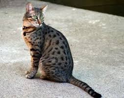 This will encourage lots of movements in your cat, eventually resulting in a weight breakdown. Taking Care Of Tabby Cats Pethelpful