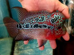 Flowerhorn Magma Male Top Masterpiece Grade 6 7 Juvenile Betta Fish Types Fish Oscar Fish