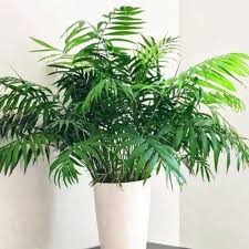 Image result for Chamaedorea elegans