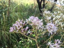 Image result for Vernonia potamophila