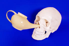 The nasal bone is a paired structure and forms the roof of the nasal cavity. Neti Pots Are Great For Sucking Out Snot It S Also Very Unlikely They Ll Kill You