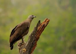 Lesser Fish Eagle In Kaziranga National Parks Birds Animals