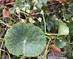Image result for Hydrocotyle bonariensis