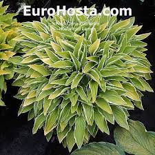 Reliable and hardy with countless combinations of leaf color, shape, and texture. Hosta Iced Lemon Eurohosta