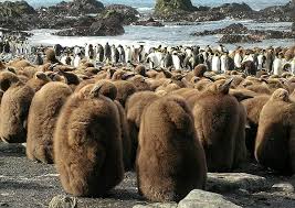 Vk0 Zl4db Macquarie Island Macquarie Island States Of Australia Australia