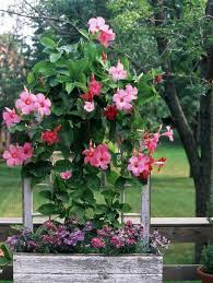 15 Container Garden Plants That Will Thrive In Summer Heat Flowering Vines Container Gardening Flowers Heat Tolerant Plants