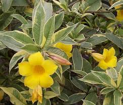 Image result for Allamanda schottii