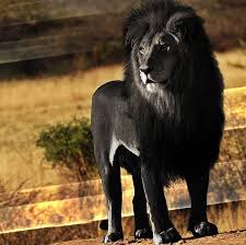 The Black Lion Real Or Fake Animals Black Lion Big Cat Family
