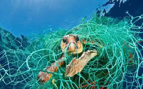 Questo sì che è forse il quesito più difficile. Il Mediterraneo Rischia Di Diventare Un Mare Di Plastica Il Wwf Lancia L Allarme Wwf Svizzera