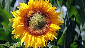 Towering heirloom is one of the oldest, most beloved sunflower varieties. Want To Agave Roast Or Save Sunflower Seeds Home Garden Tucson Com