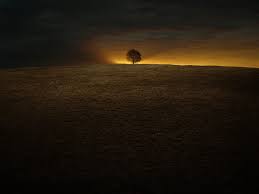 The roots are your foundations of life. Stand Alone Tree Stand Alone Sunset Clouds Field Hd Wallpaper Peakpx