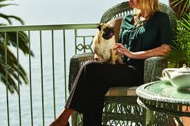 Direct pet supplies carries the largest inventory of pet supplies for dogs, cats, salt and freshwater fish, reptiles, birds and more. 13 5 Star Hotels To Visit With Your Dog Around The World