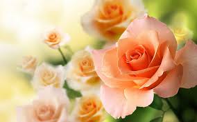 Compared to other rose hues, the peach one does not carry a specific romantic note. Hd Peach Rose Wallpapers Peakpx
