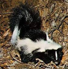 29m dicked by two black guys. Skunk Description Habitat Scent Species Facts Britannica
