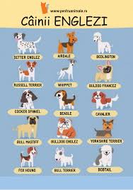Poze cu caini de rasarasele de caini prezentate in videoclip:ciobanesc de berna,ciobanescgerman,husky siberian,rottweiler,malamut de alaska,labrador. Infografic In Care Sunt IlustraÈi Rasele De Caini Din Anglia Pentruanimale Cute Dogs Animals And Pets The Fox And The Hound
