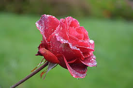 Beautiful flowers wallpapers beautiful rose flowers love flowers unique roses girly dp pics for dp profile picture for girls flower phone wallpaper stylish girls photos. Royalty Free Profile Flower Photos Free Download Pxfuel