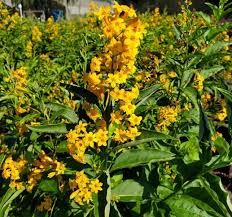 Image result for Cestrum