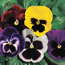 Sow pansy seeds using potting soil approximately three to five weeks prior to planting outside. Park S Whopper Mix Pansy Seeds Ws 22152 3 00 Weseeds Com