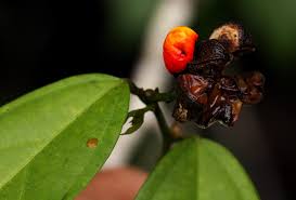 Image result for Leptonychia tokana