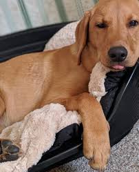 Do labradors regress into puppyhood at 1 1/2 years old?