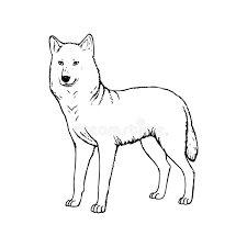 302x255 how to draw a gray wolf, timber wolf step 10 how to draw. Wolf Vector Black White Stock Illustrations 7 872 Wolf Vector Black White Stock Illustrations Vectors Clipart Dreamstime