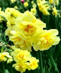 Narcissus Yellow Cheerfulness Sweetly Scented Yellow Cheerfulness Was Introduced Back In 1937 Later Flowering This Award Winni Bulb Flowers Flowers Narcissus