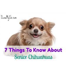 How much is a blue merle chihuahua worth? 7 Facts About Senior Chihuahuas I Love My Chi