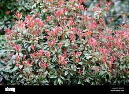 Image result for Pieris japonský little heath obrázek