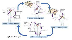 What Are the Safe and Unsafe Periods to Have Sex?