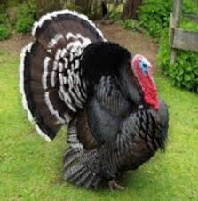Shocking Information About Broad Breasted Bronze Turkey