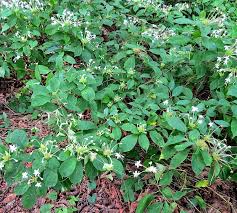 Image result for Clerodendrum capitatum