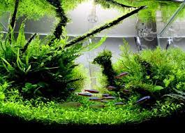 Many aquarists approach setting up a tank from the perspective of the livestock we intend to keep. A Guide To Aquascaping The Planted Aquarium