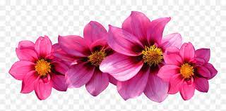 Pink camellia flowers tree photos.png 3.00; Petal Drawing Different Flower Hot Pink Flowers Png Transparent Png Vhv